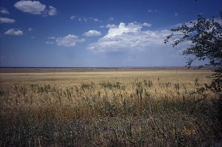 GrainFieldsEastOfDeitel