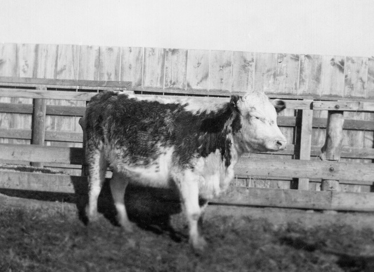 JL014 PrizedShorthornEarly30s