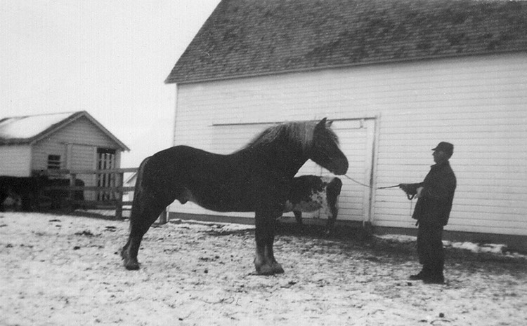 JL030 JacobBelgianStallion35