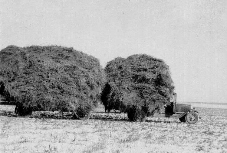 JL038 HaulingHayForLambsFargo
